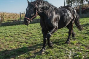 Međimurski konj je najugroženija autohtona pasmina u Hrvatskoj