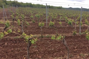 Bayer savjeti za vinogradare 3.-10.05.2016.