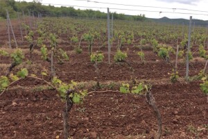 Bayer savjeti za vinogradare 3.-10.05.2016.