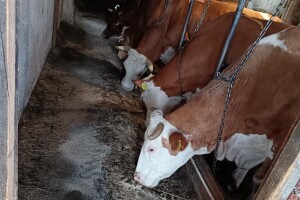 Petrovići iz Zdravinja naučili sve o uzgoju goveda i proširili proizvodnju