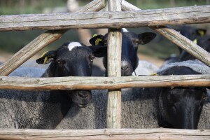 Queen Sheep obitelji Lenac