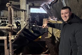 Tov holštajn bikova na Milanovoj farmi u Obrovcu