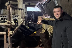 Tov holštajn bikova na Milanovoj farmi u Obrovcu