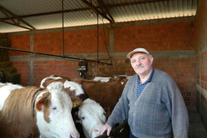 Mlečno govedarstvo u Svilajncu