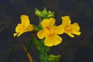 Biljke za vrtno jezerce