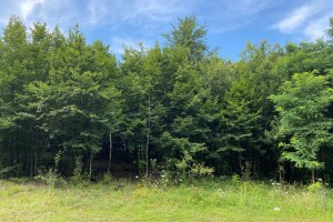 Lekovito bilje Miroča