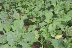 Proizvodnja raštike u Zagori