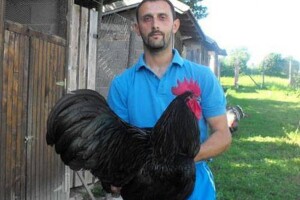 Dvorište puno staforda, vijetnamskih svinja, pataka, kunića