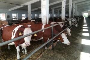 Monbelijar bikovi i potomci