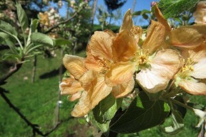 Kobne posljedice kasnog mraza