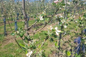 Mraz skroz obrao voće u RS