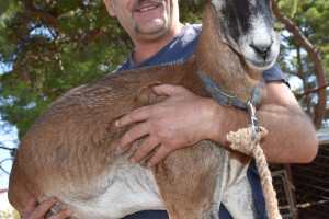 Josip Bugarija iz Bibinja spasio, udomio i pripitomio muflona koje bi rado daraovao na Pantovčak i predsjednici Kolindi Grabar Kitarović