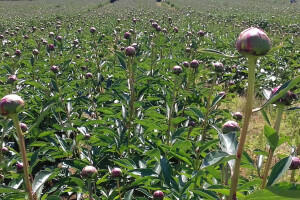 Plantaža božura u Podravini