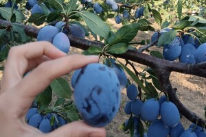 Berba šljive, Mladen Stojanović