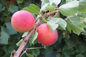 Najranija kruška, neobična trešnja, papežova marelica…