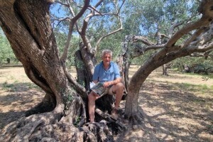 Najstarije masline u Žrnovnici