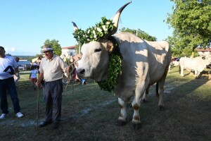 33. Jakovlja i Smotra istarskih volova - boškarina