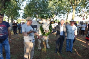 Smotra istarskih volova u Kanfanaru