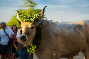 32. Jakovlja i Smotra istarskih volova u Kanfanaru