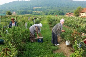 Američke borovnice na imanju u Bratuncu