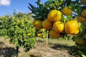 Neretvansko zlato - mandarine na OPG-u Josipa Jelavića