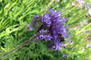 Kada bi i komšijske livade bile zasejane facelijom - izvrsnom za pčele
