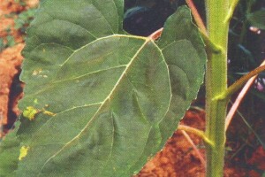 Plamenjača suncokreta