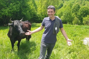 Farma japanskih goveda