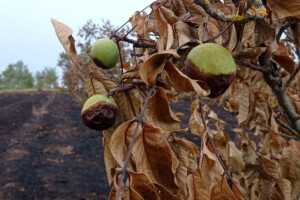 Spaljeni voćnjaci u selu Gorice, Hrvatska