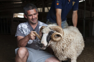 Farma ovaca u selu Nunić