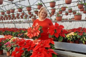 Božićna zvezda i ciklama najprodavanije biljke tokom zime