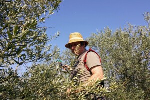 Ulja Bilini OPG-a Rakovac