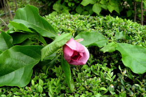 U porodičnom rasadniku Stanojčić uspeva 60 vrsta magnolije