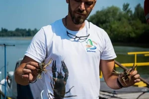 Invazivni rakovi