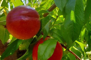 Berba nektarina u selima oko Topole u toku