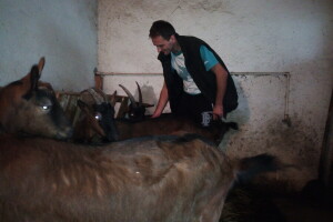 Kozarstvo u porodici Trifunović