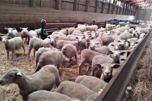 Nenad Kuzmanović i Saša Horvat