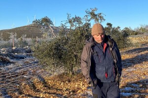 Elementarne nepogode: Bura poštedjela ledom okovane masline u Bukovici