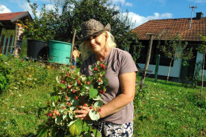 Lijek iz prirode - za svaki organ biljka postoji!