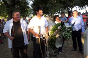 Smotra istarskih volova - Jakovlja 2021.