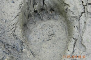 Mrka medvedica usmrtila ovce u novogradskom selu Prusci