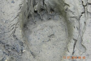 Mrka medvjedica usmrtila ovce u novogradskom selu Prusci