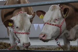 Izložba stoke na Novosadskom sajmu