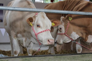 Izložba stoke na Novosadskom sajmu