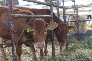 Nacionalna izložba stoke na Novosadskom sajmu