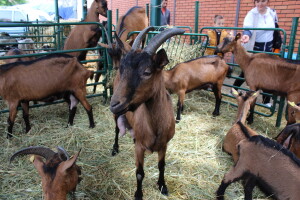 Izložba stoke na Novosadskom sajmu