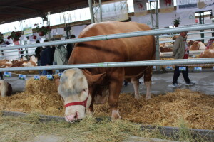 Disco - Najteži bik na sajmu