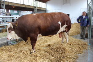 Mališa, trogodišnji bik od čak 1.550kg