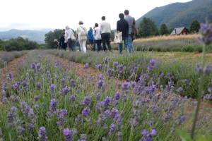 Plodovi gorja Gorskog kotara