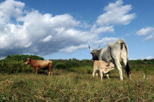 Sve što se događa u svijetu, pogađa i naše stočarstvo - Predavanje prof. Gorana Kiša u Premanturi